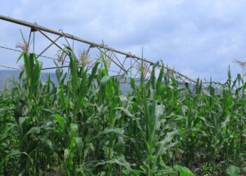 Akarere Nyagatare kageze kuri 60% mu mihigo ya 2024-2025