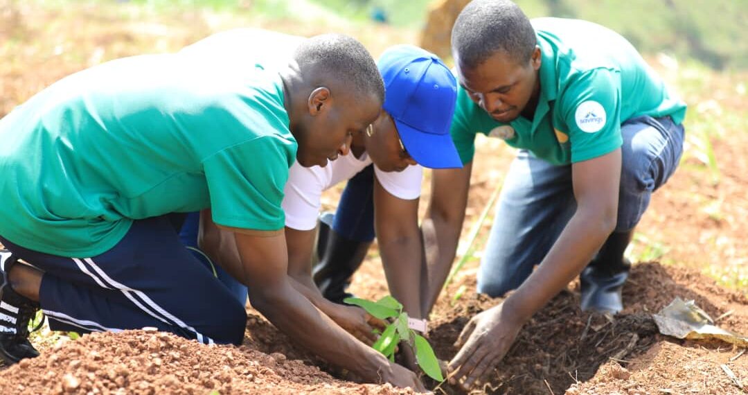 I Kirehe hatewe ibiti by’imbuto mu bihe bidasanzwe, abaturage basabwa ...