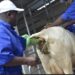 Kubura Azote biri gutera ibihombo aborozi, hari n’abasubiye ku kubanguriza ku bimasa