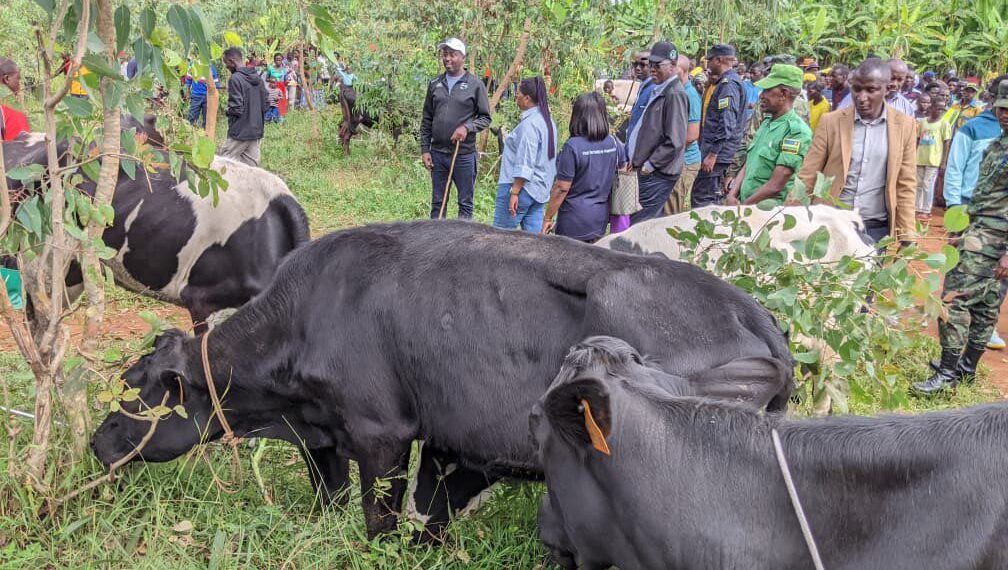 Ngoma: Abaturage bahawe inka 150 muri gahunda ya Girinka – MUHAZI YACU