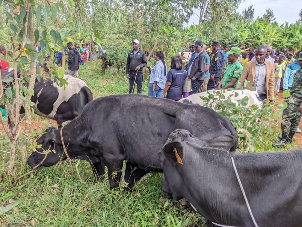 Ngoma: Abaturage bahawe inka 150 muri gahunda ya Girinka – MUHAZI YACU