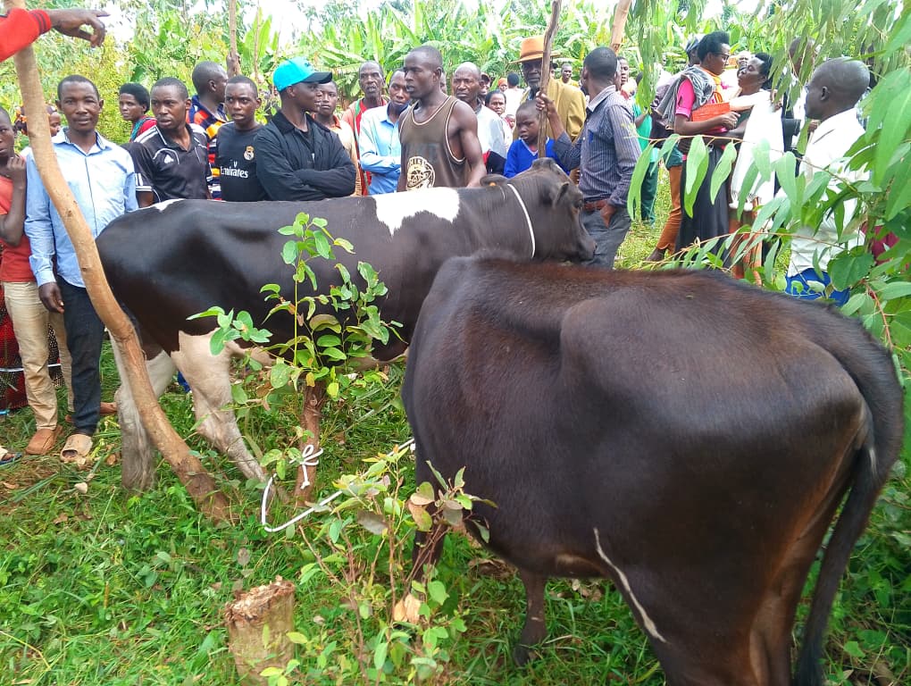 Ngoma: Abaturage bahawe inka 150 muri gahunda ya Girinka – MUHAZI YACU