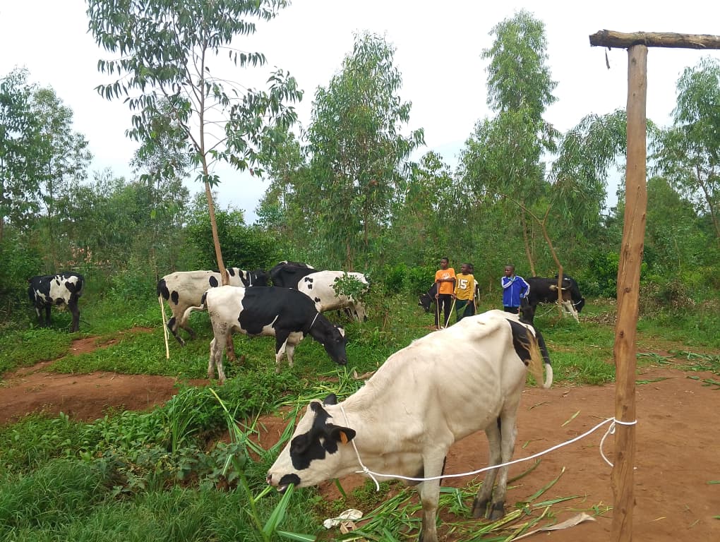 Ngoma: Abaturage bahawe inka 150 muri gahunda ya Girinka – MUHAZI YACU