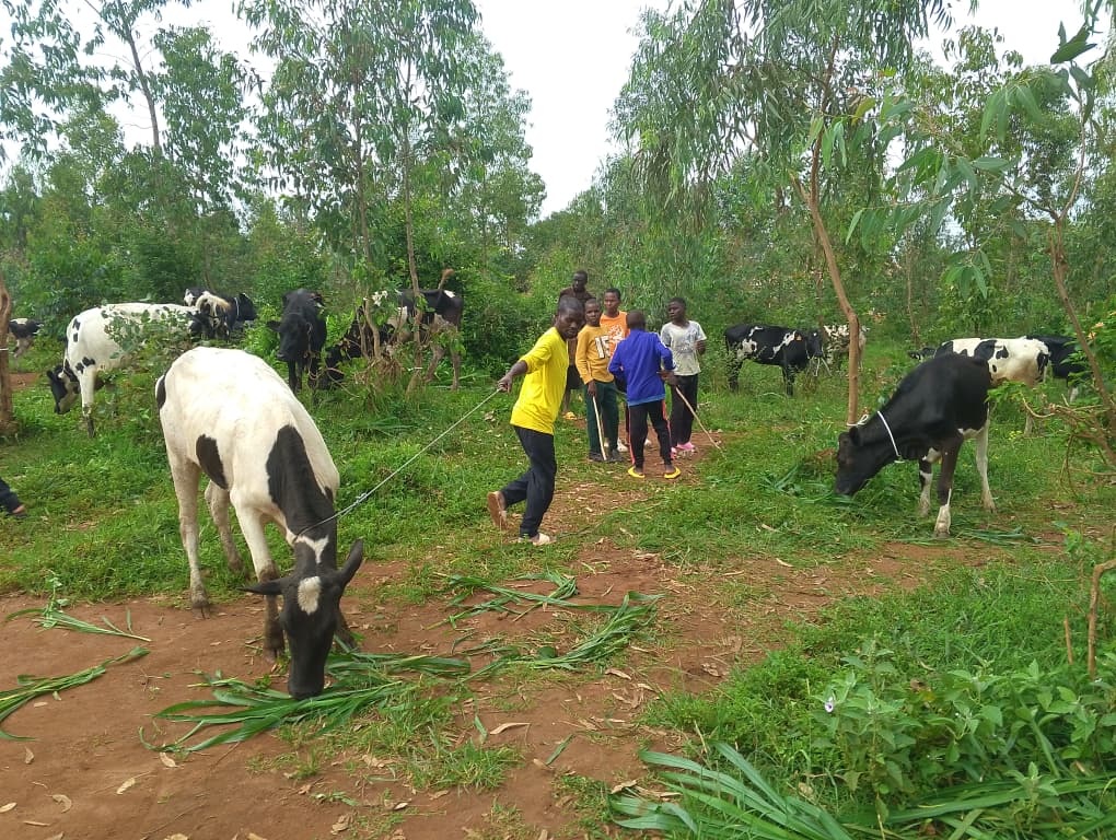 Ngoma: Abaturage bahawe inka 150 muri gahunda ya Girinka – MUHAZI YACU