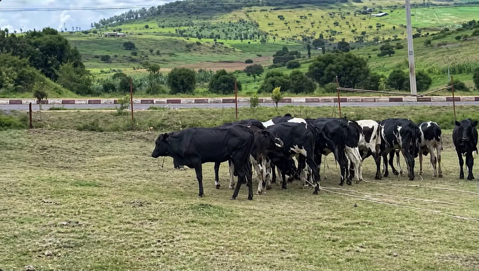 Nyagatare: Imiryango igera kuri 16 yorojwe inka muri gahunda ya Girinka ...
