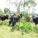 Bugesera: Imiryango 10 itishoboye y’abarokotse Jenoside yagabiwe inka