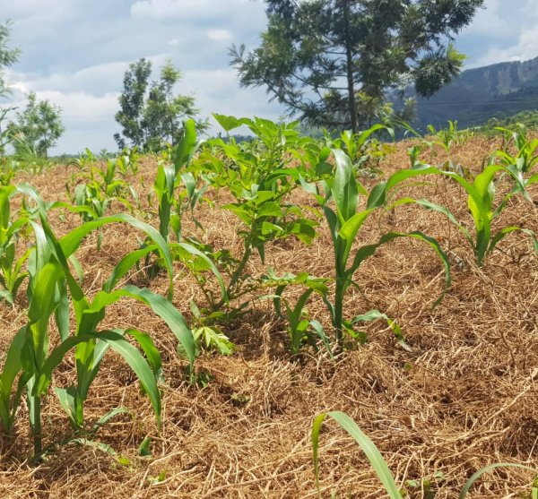 Abahinzi bashishikarizwa guhinga babungabunga ubutaka – MUHAZI YACU