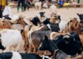 Rwamagana: Abaturage bahangayikishijwe n’ifungwa ry’isoko ry’amatungo 