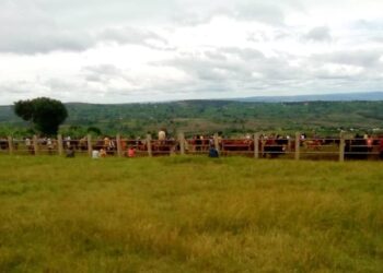 Ngoma: Isoko ry’inka (Igikomera) ryongeye gufungurwa