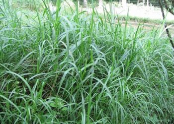 Nyagatare: Ubwatsi bw’amatungo buzahingwa kuri hegitari 5,700 muri 2027 A