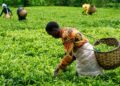 U Rwanda rwinjije miliyari y’amadorari mu byoherezwa mu mahanga by’ubuhinzi