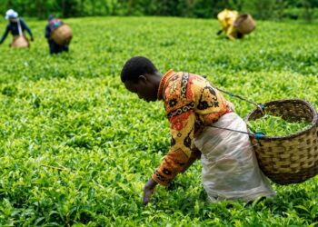 U Rwanda rwinjije miliyari y’amadorari mu byoherezwa mu mahanga by’ubuhinzi