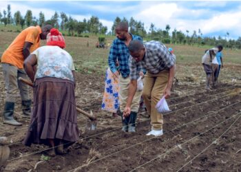 RAB yamaze impungenge abahinzi bahuraga n’imbogamizi ku mbuto n’inyongeramusaruro