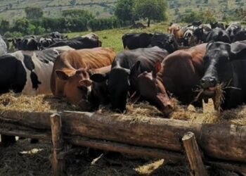 Gatsibo: Umukamo uboneka ku munsi wiyongereyeho litiro ibihumbi 8 mu myaka itanu