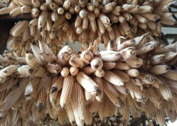 Ngoma: Umusaruro w’ibihingwa by’ingenzi wazamutseho 35% mu myaka itanu