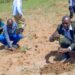 Nyagatare: Hatewe ibiti ibihumbi bitanu bya kawa mu itangizwa ry’igihembwe cy’ihinga